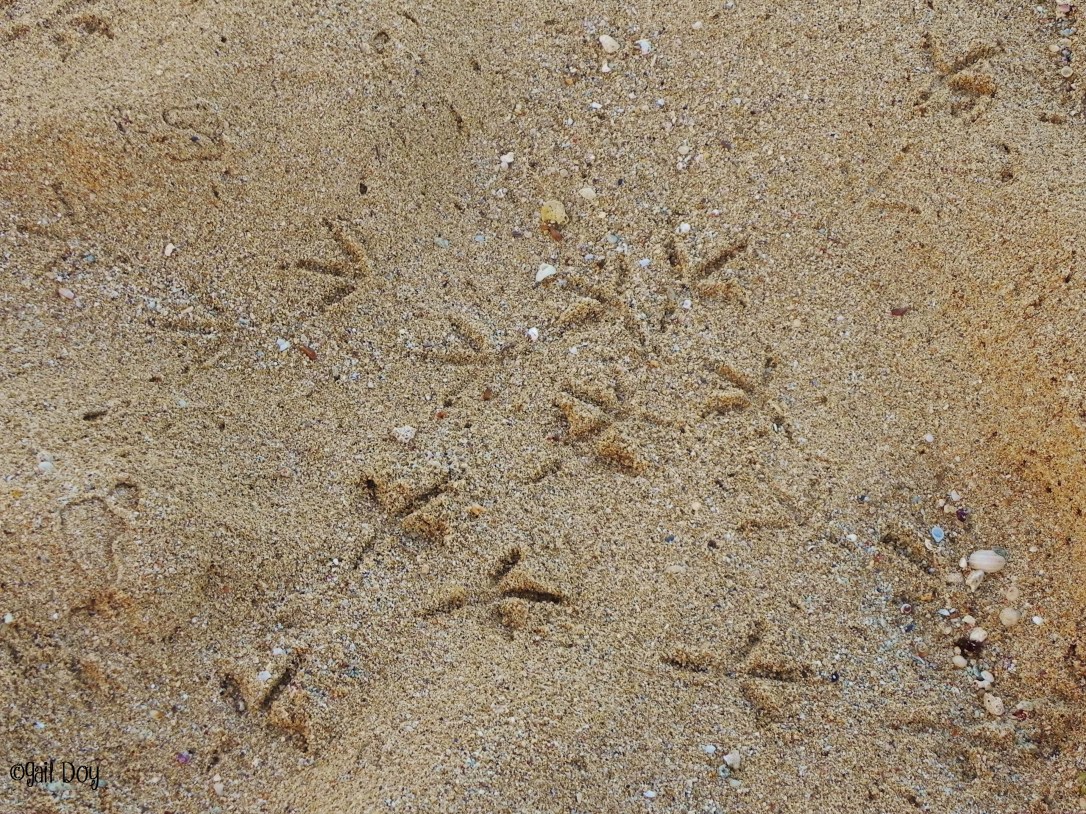 The birds had already "grounded" themselves..