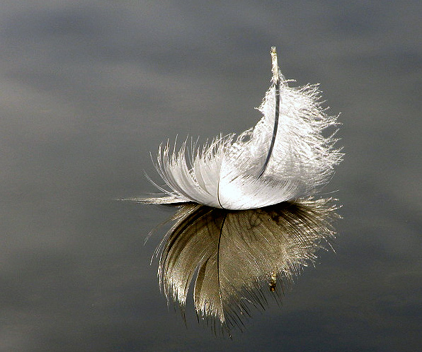 floating_feather_by_shadowlight_oak